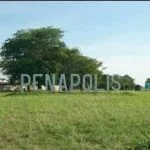  seguro de carro em Penápolis